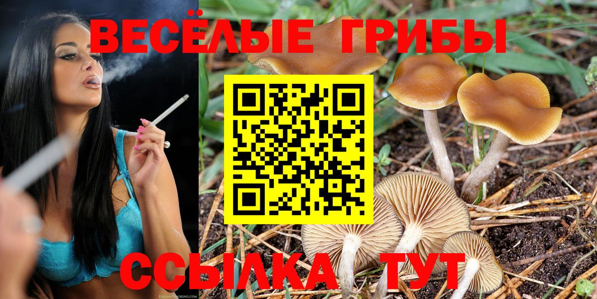 Сибай  Псилоцибиновые грибы Psilocybe  Вход с VPN 