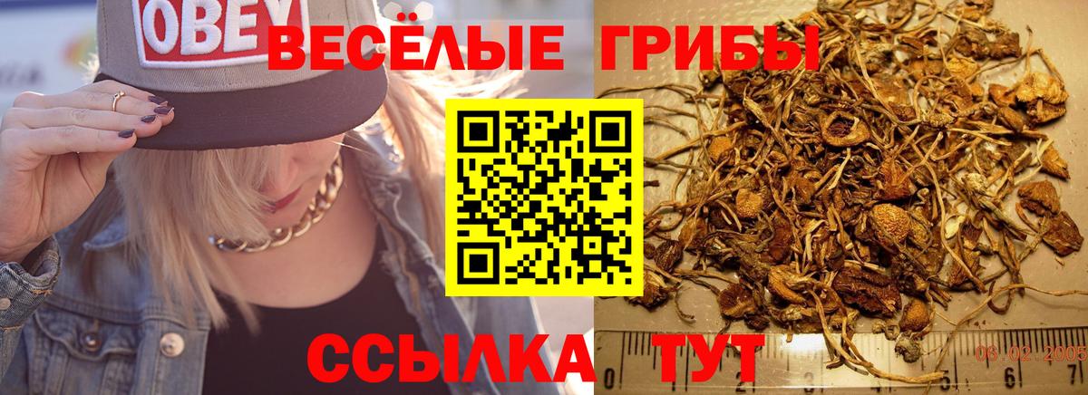 Псилоцибиновые грибы прущие грибы Сибай